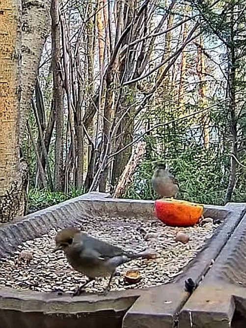 livebirdspoland_7ebfa946b283e70492b90b3985835307.jpg