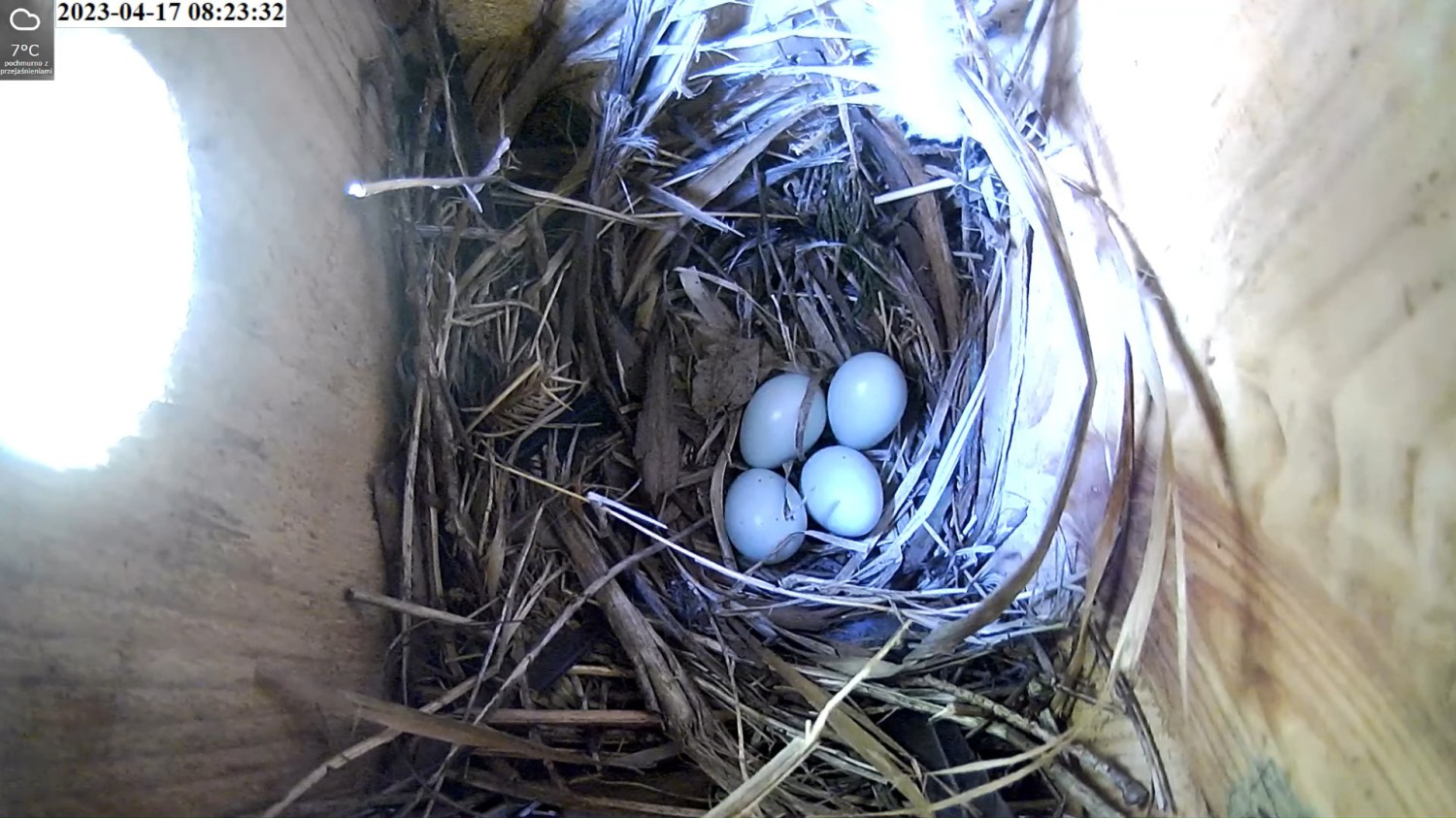 livebirdspoland_3dc6b067bbc2fcc69e2be94d3246d5de.jpg