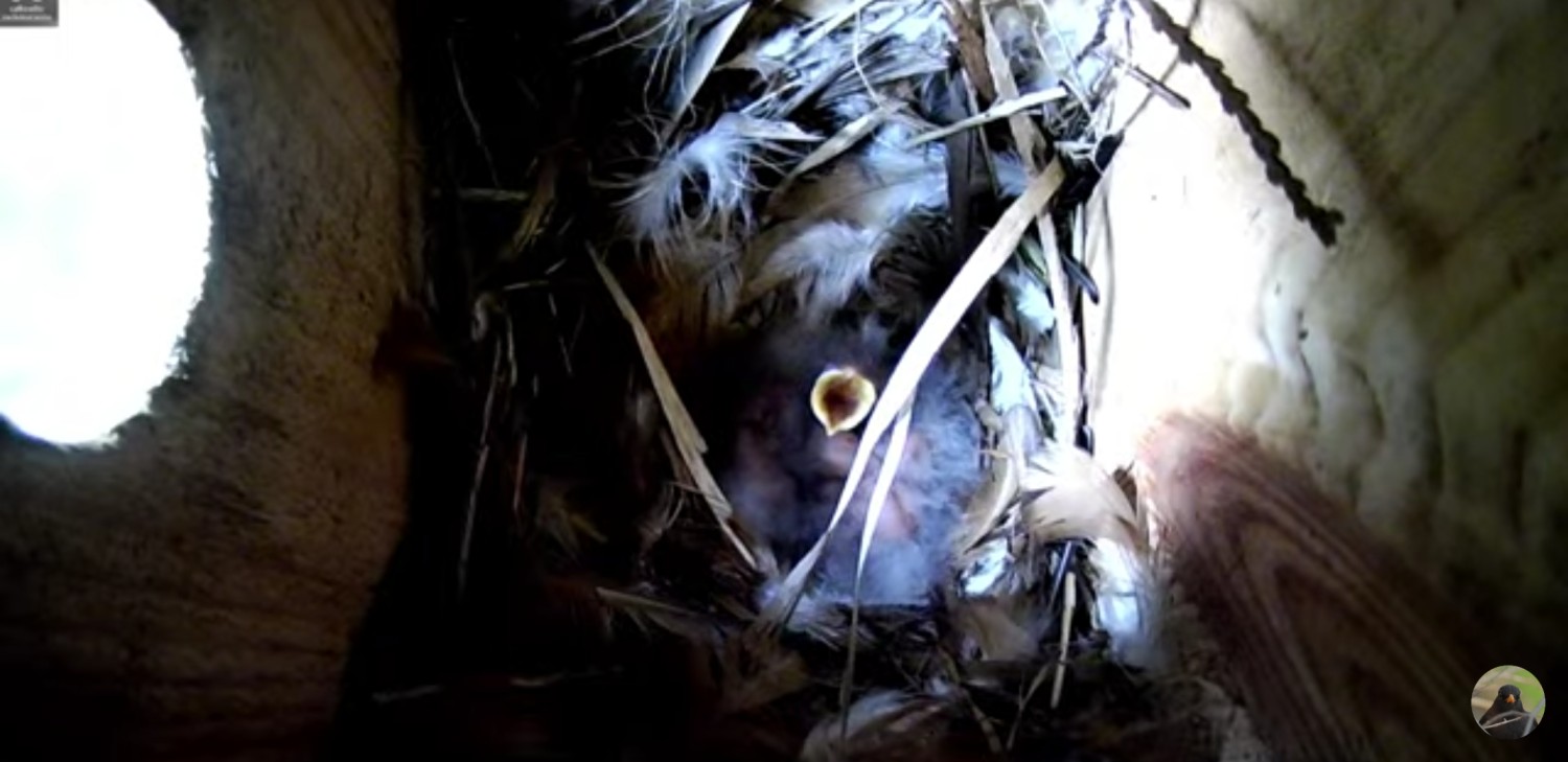 livebirdspoland_209cdb6266c5785de75e26912230ec13.jpg