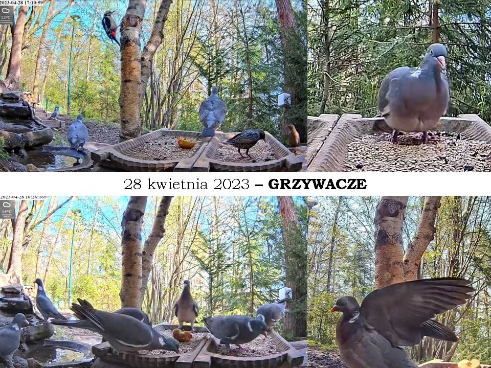 livebirdspoland_6720978a62027758d2911eea4667ce2f.jpg