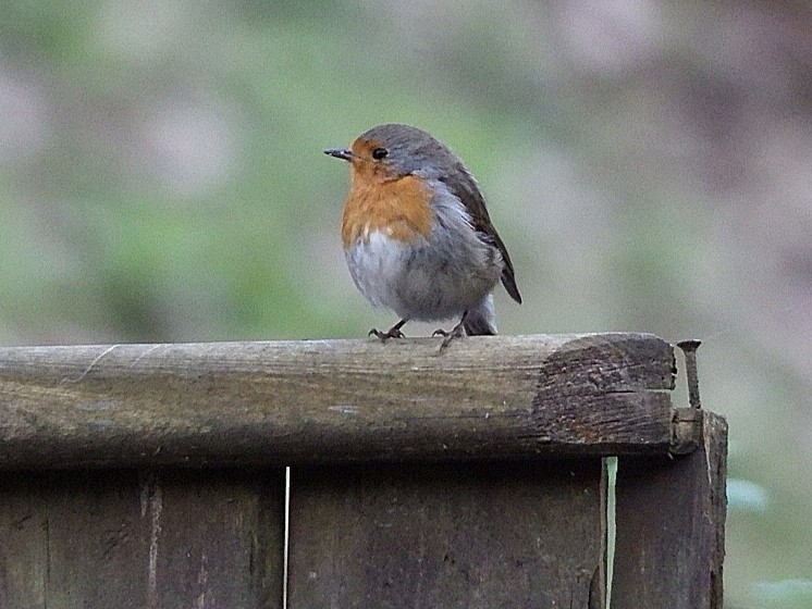 livebirdspoland_4834fcbbfe948eec322110504d1f3348.jpg