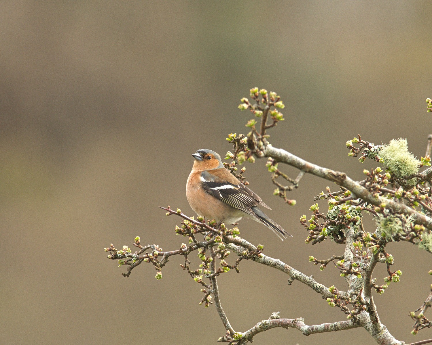 livebirdspoland_0f2f57f8e4004a55c28eb85ded3fbcde.jpg