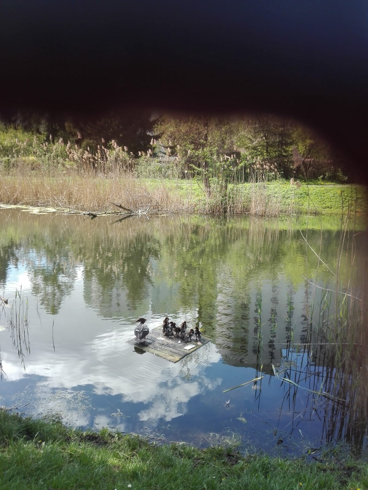 livebirdspoland_033893534519f34ee5f4b25bc32494d8.jpg
