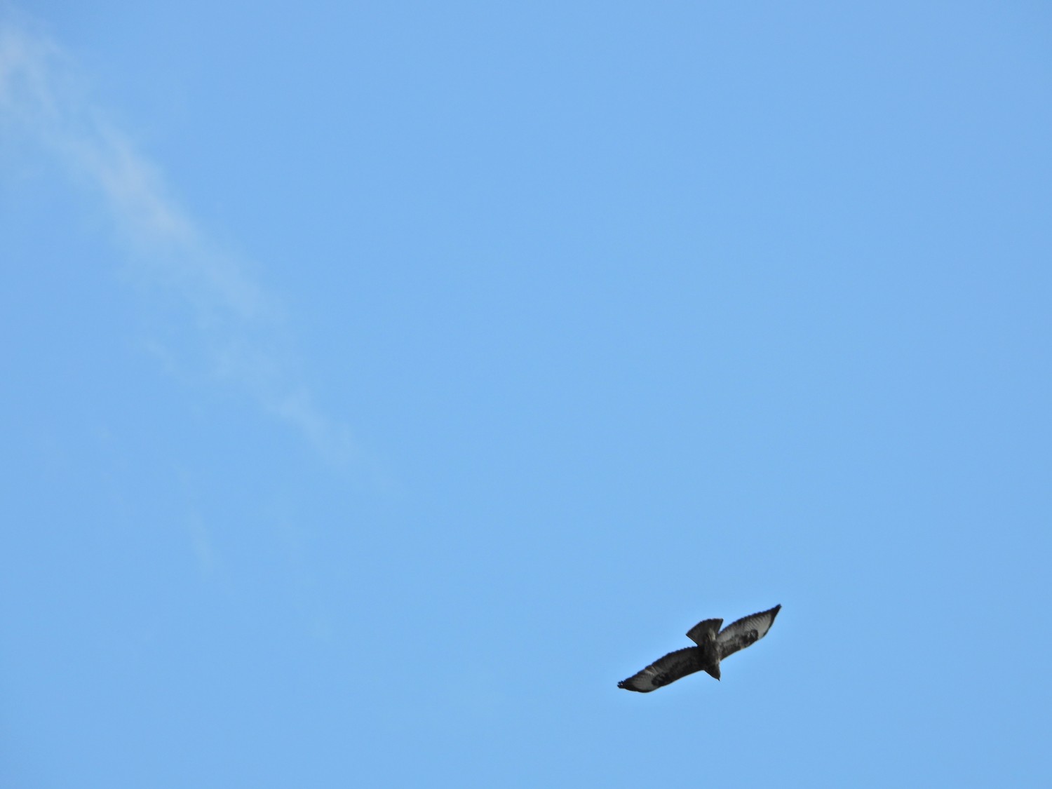 livebirdspoland_a2455b9e2ef413f433db3f8546f0eb40.jpg