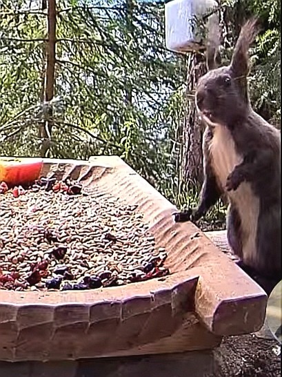 livebirdspoland_6a9a0a5a1f2c452c7d18cc87d5b921dc.jpg