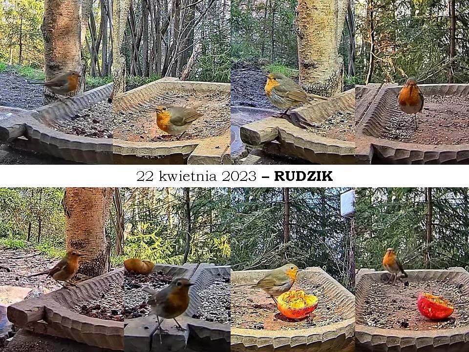 livebirdspoland_221b3fc7479388af5211e804cb7611b2.jpg