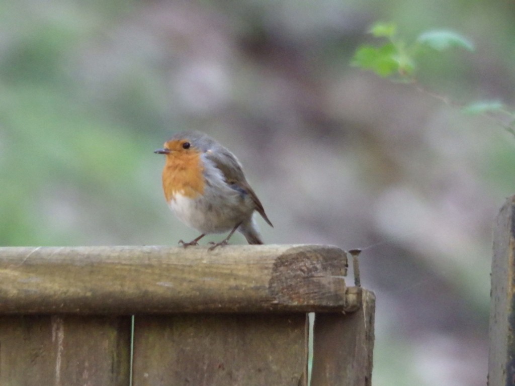 livebirdspoland_db03e21aab7be9adef32bd60e11277e7.jpg