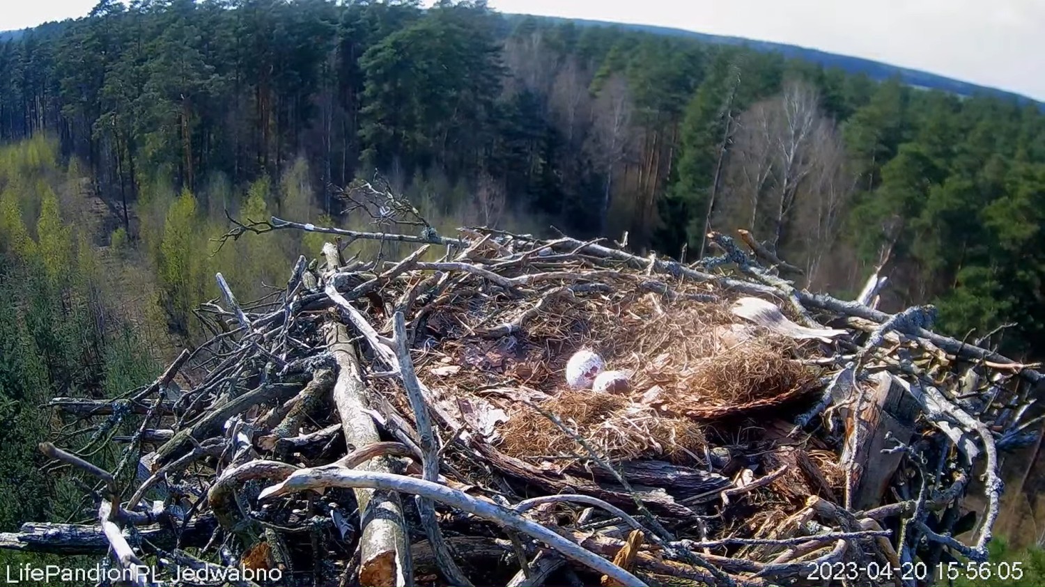 livebirdspoland_fe3afd53964e67f55c03cb63f2960364.jpg