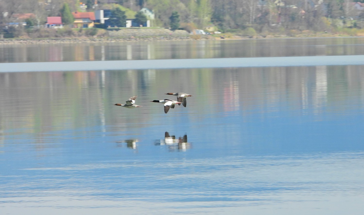 livebirdspoland_873d53acf9df169a417dea3742e265f8.jpg