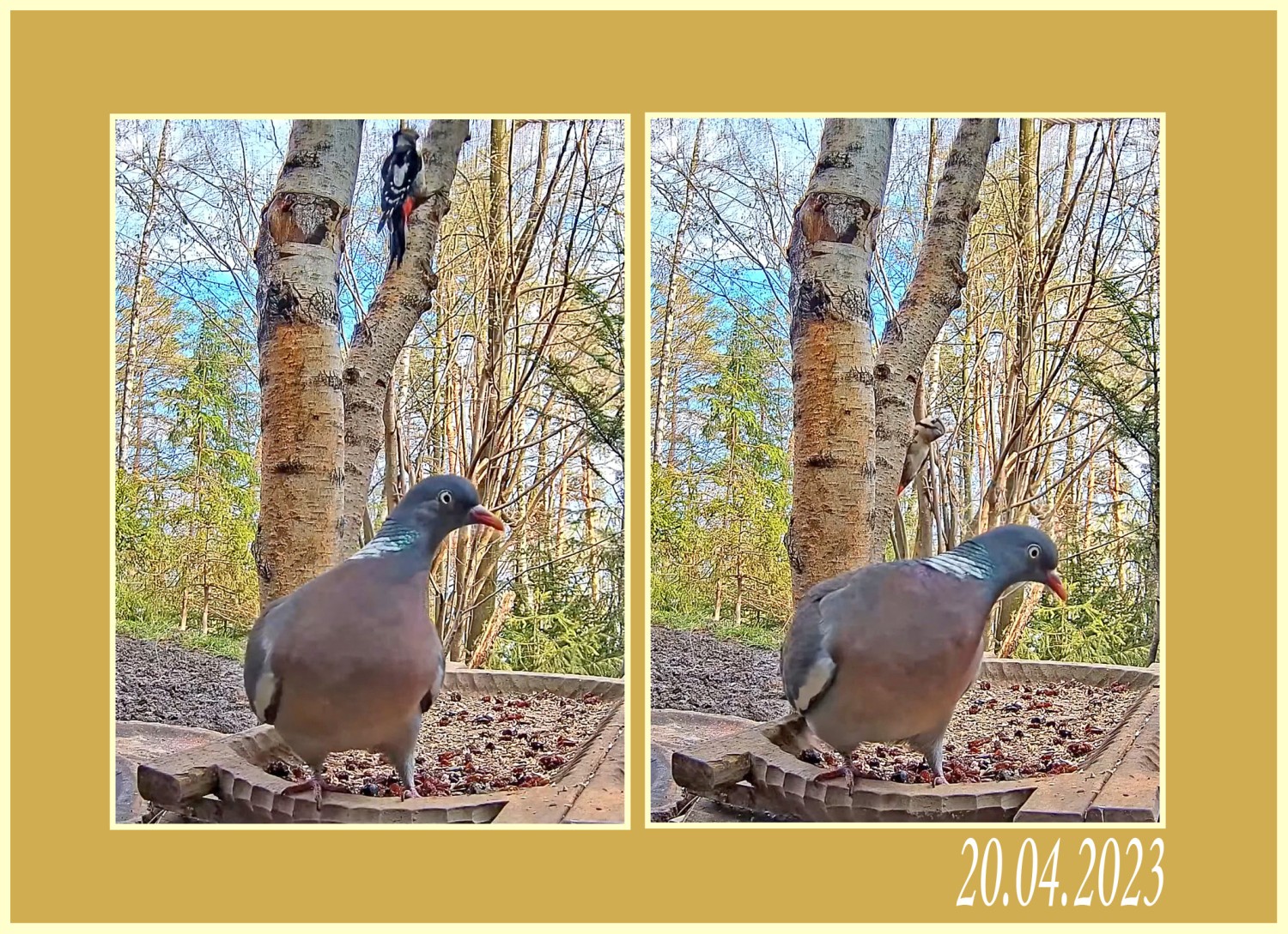 livebirdspoland_969f317f482c0855571c3a4a561e6db7.jpg