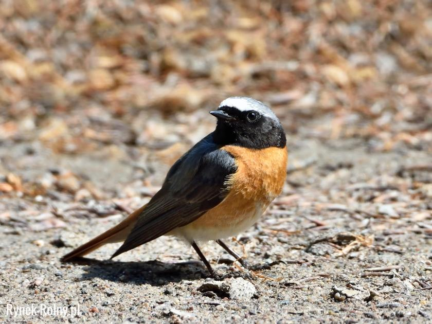 livebirdspoland_ac30c6dcaf4628506a851aa456d4d2a6.png