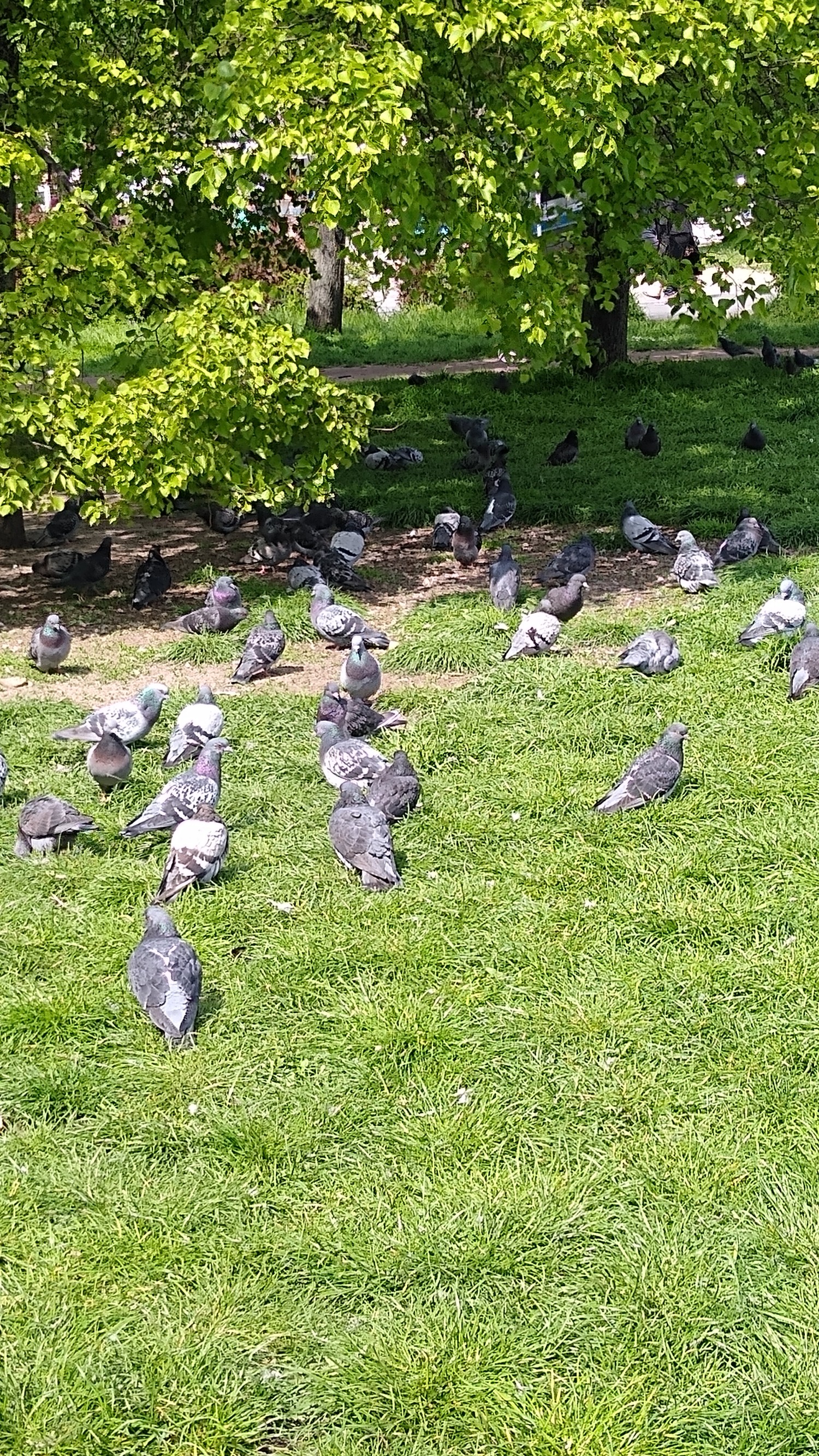 livebirdspoland_fb278dbd5b081621eec09ae1bd0eab03.jpg