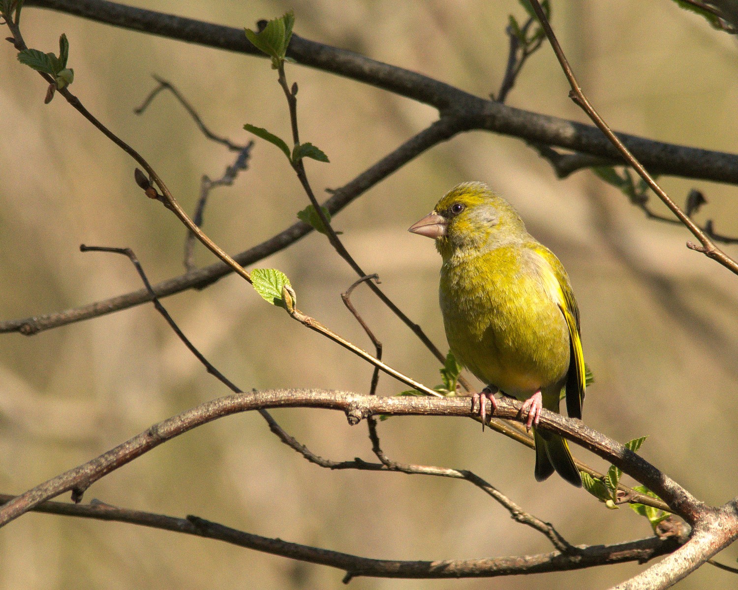 livebirdspoland_e746915cb395ee19955a598ba4756b91.jpg