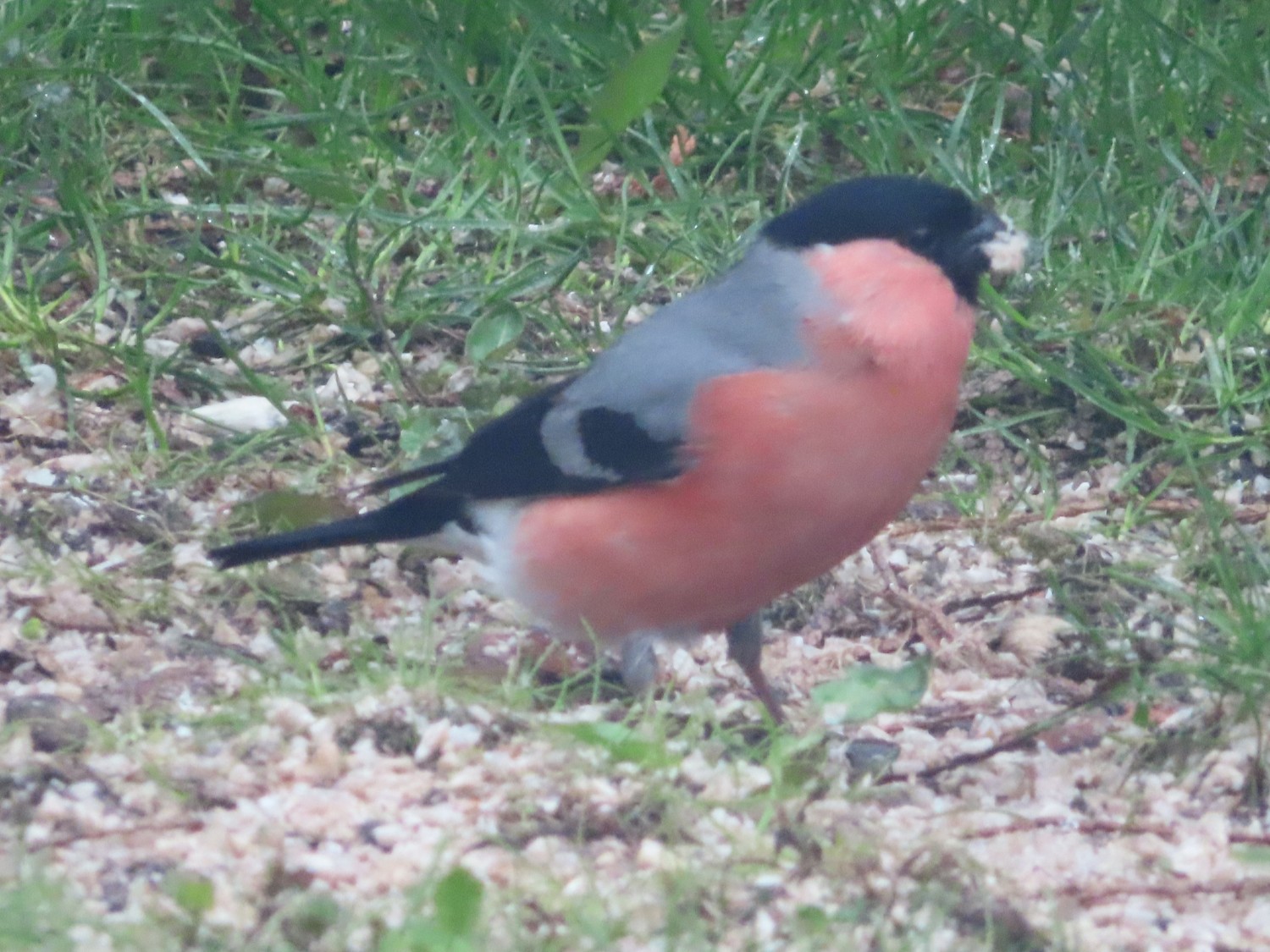 livebirdspoland_6f75f909720e18064a83898904044986.jpg