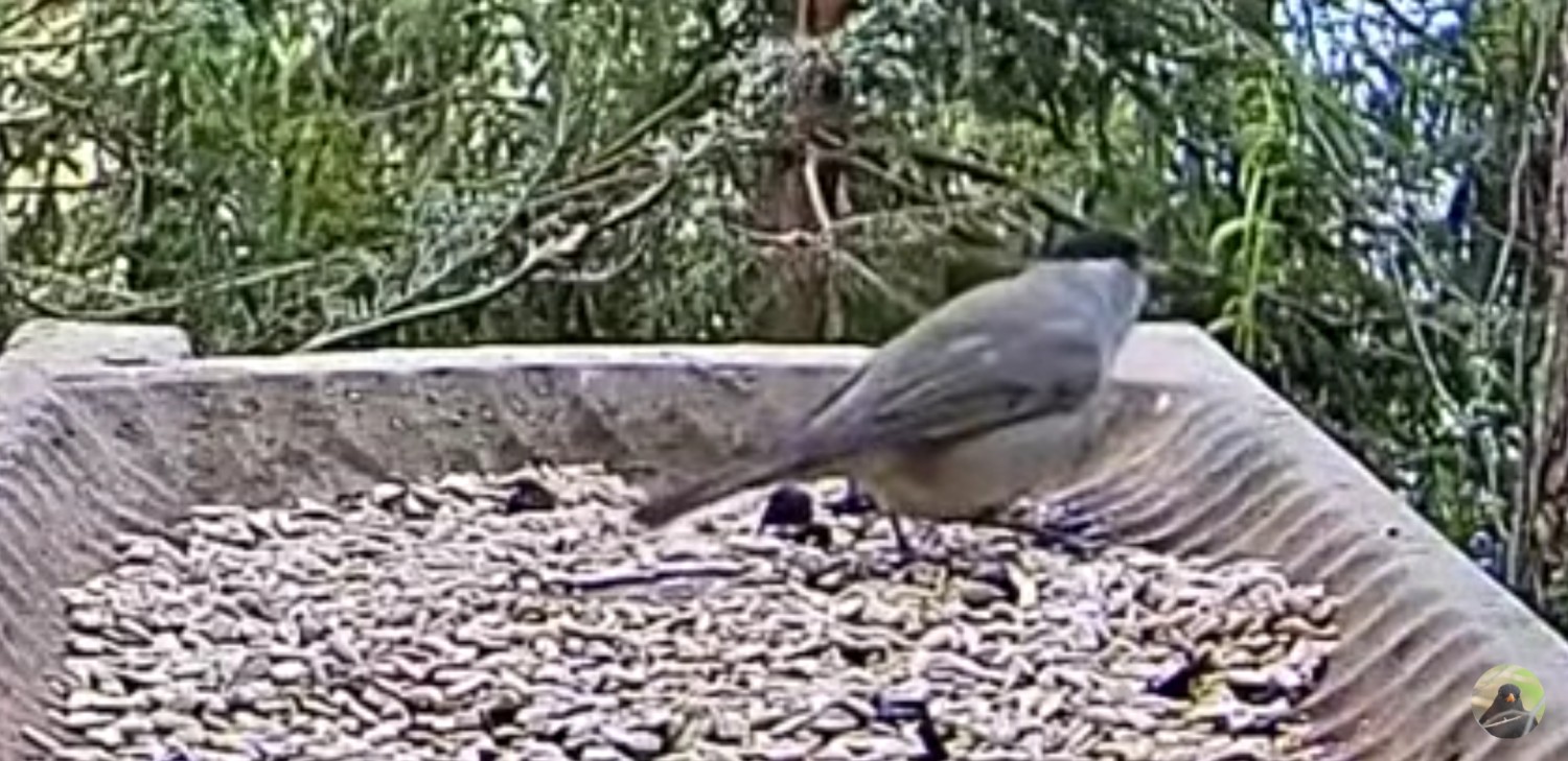 livebirdspoland_b3b274db0370e8960c7dda0cb4c38715.jpg