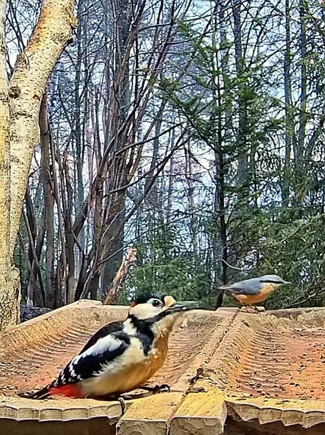 livebirdspoland_94e8c653433960be35b893ec726532f4.jpg