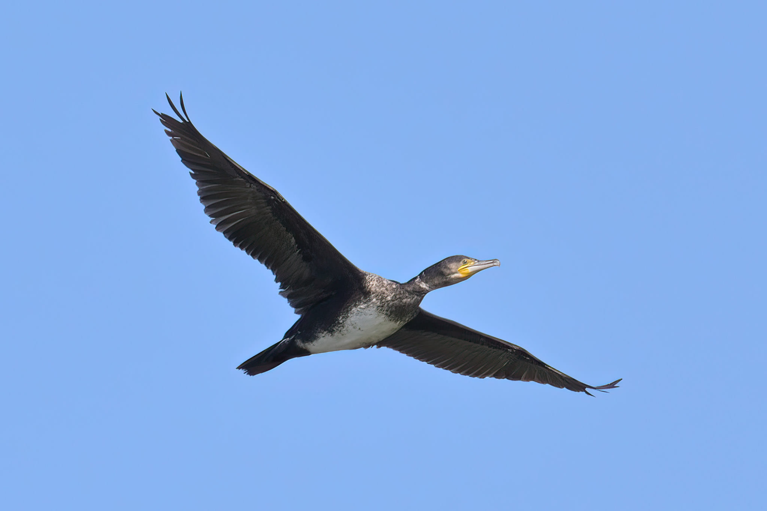 livebirdspoland_09702f0d87b07ec2512127ce49eecdeb.png