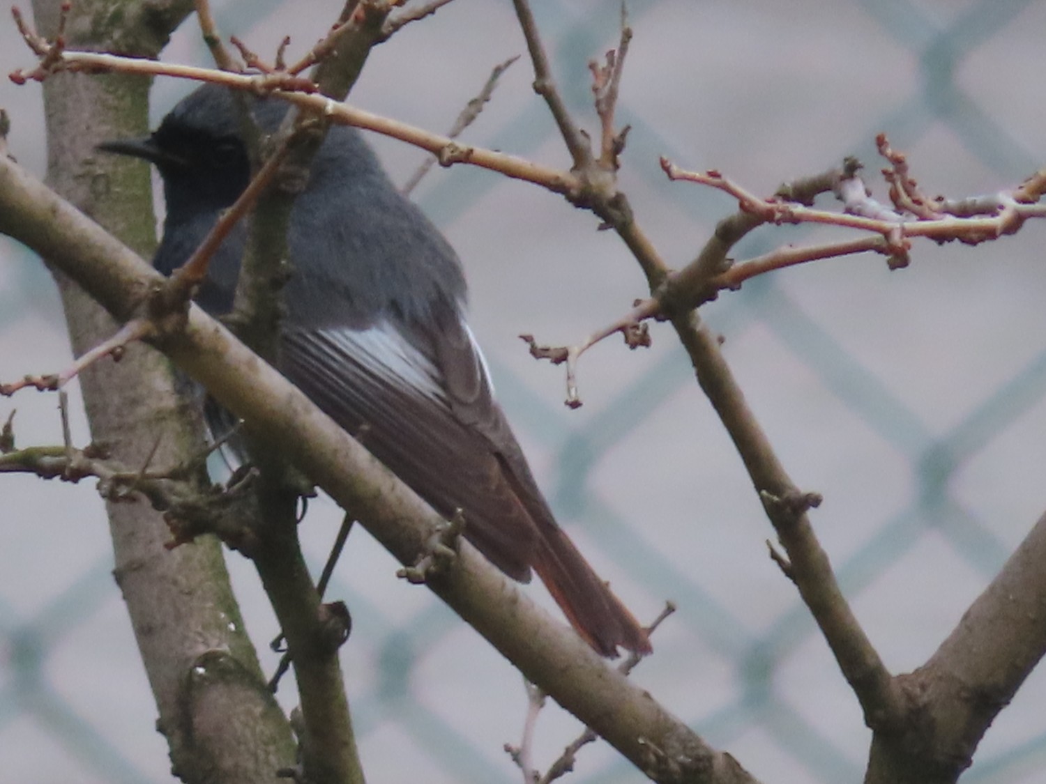 livebirdspoland_8d7eb0c379d4b71e440fcabaa7a68996.jpg