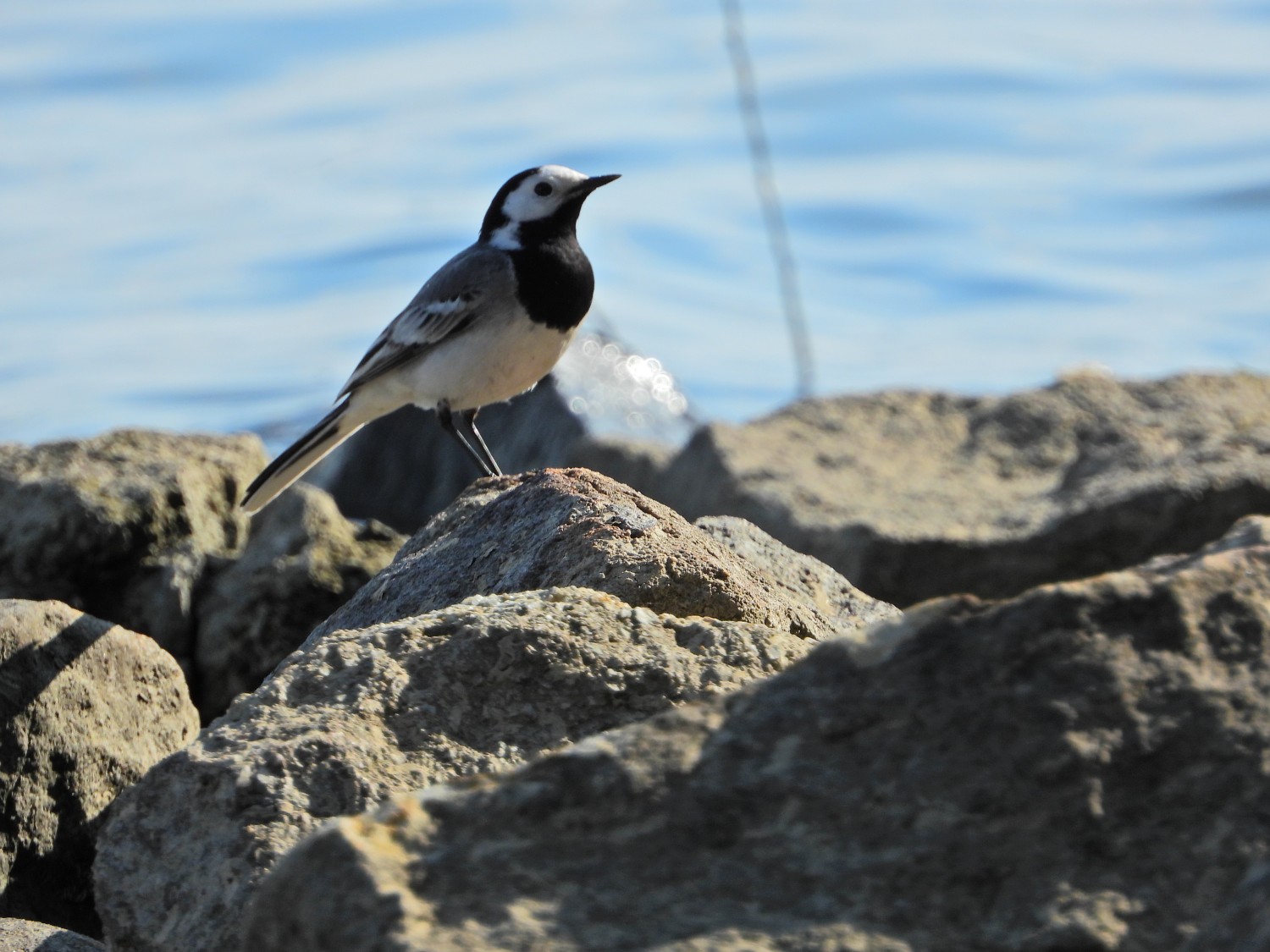 livebirdspoland_f85831789cb2ed2aff13e39735c2e3ff.jpg
