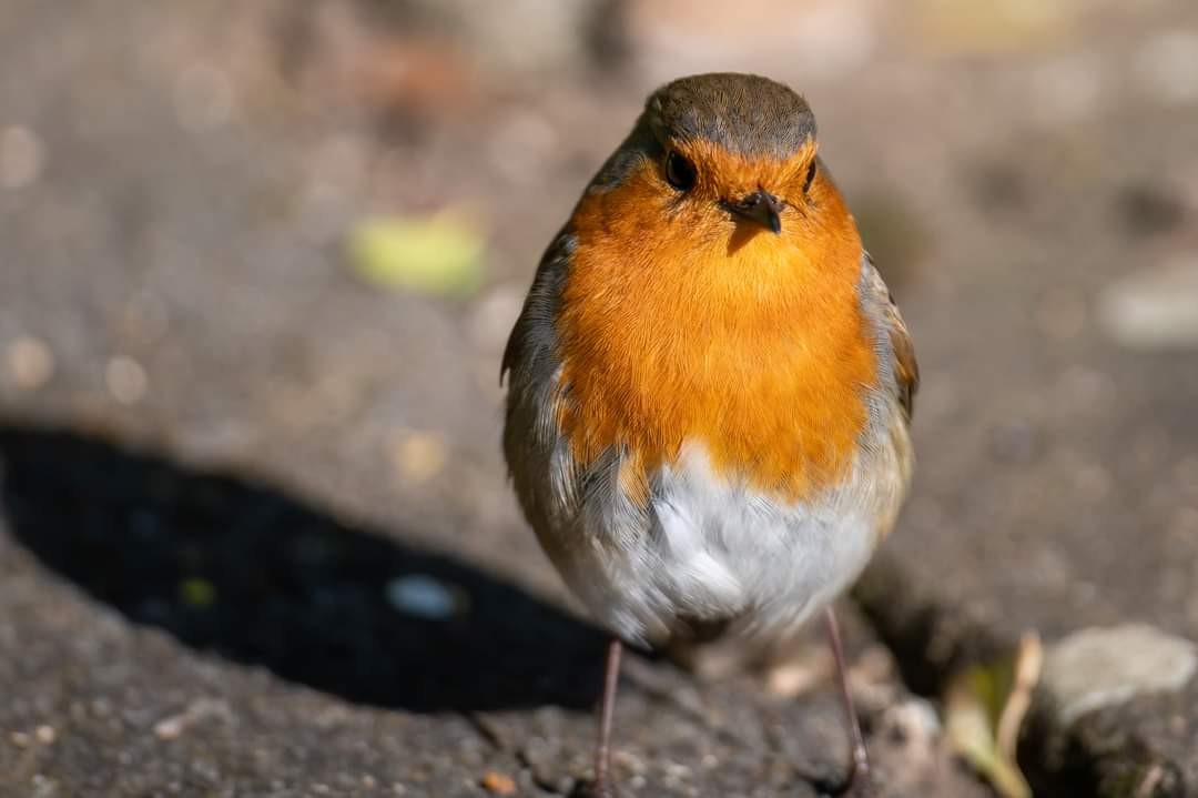livebirdspoland_2c8b9e0cc323fc329df4820b1749539a.jpg