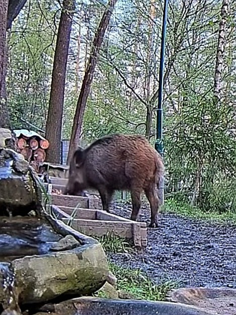 livebirdspoland_262b0111d55e18c0848d49b85dd7949b.jpg