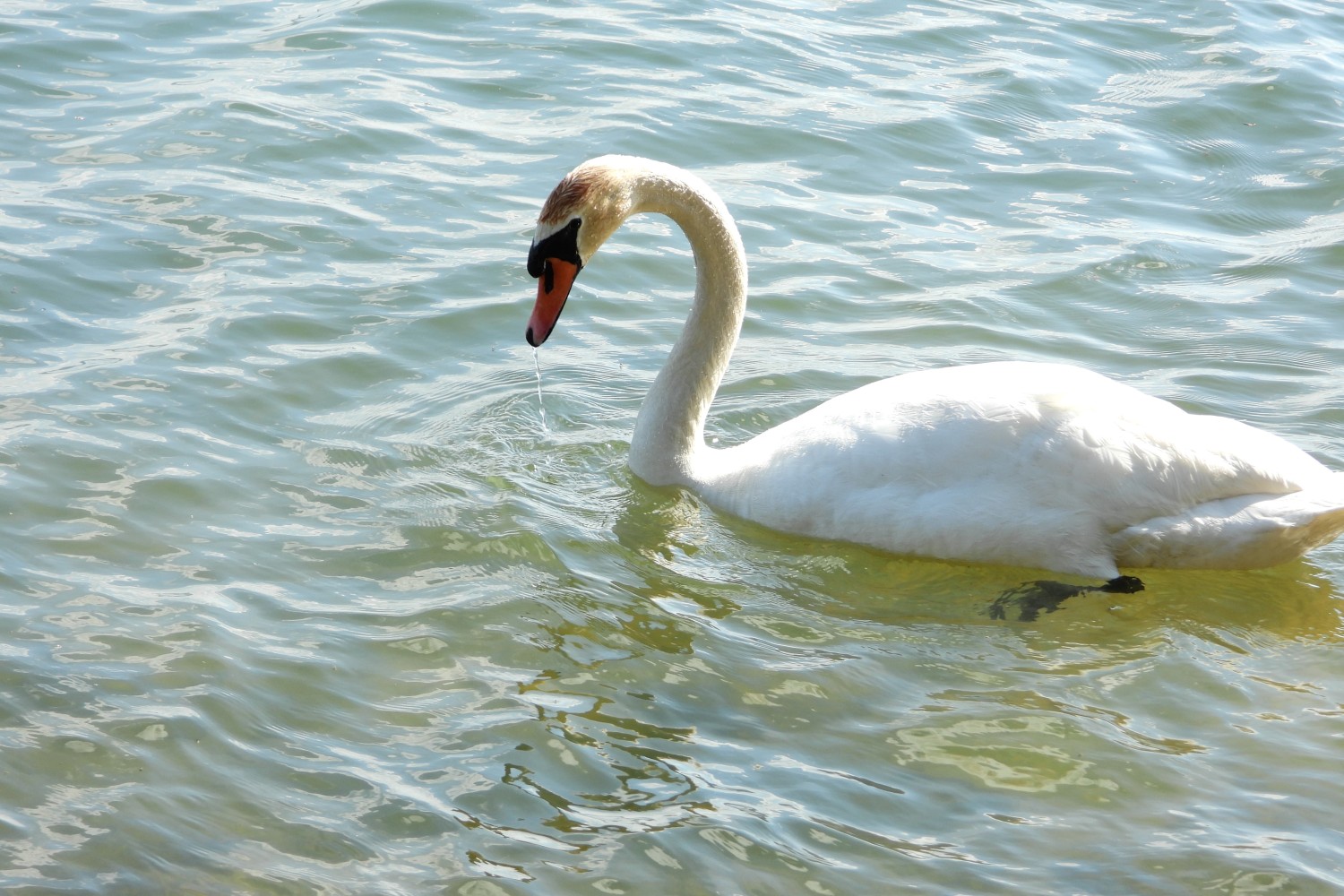 livebirdspoland_d04d1ffdc6af23eaae1dcfd1d83b65cc.jpg