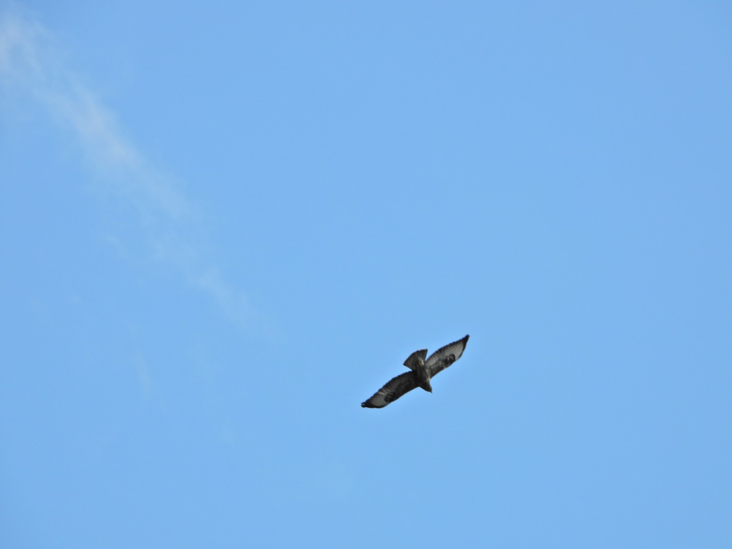 livebirdspoland_68ef2bdd0aa9660b44b14421592b6992.jpg