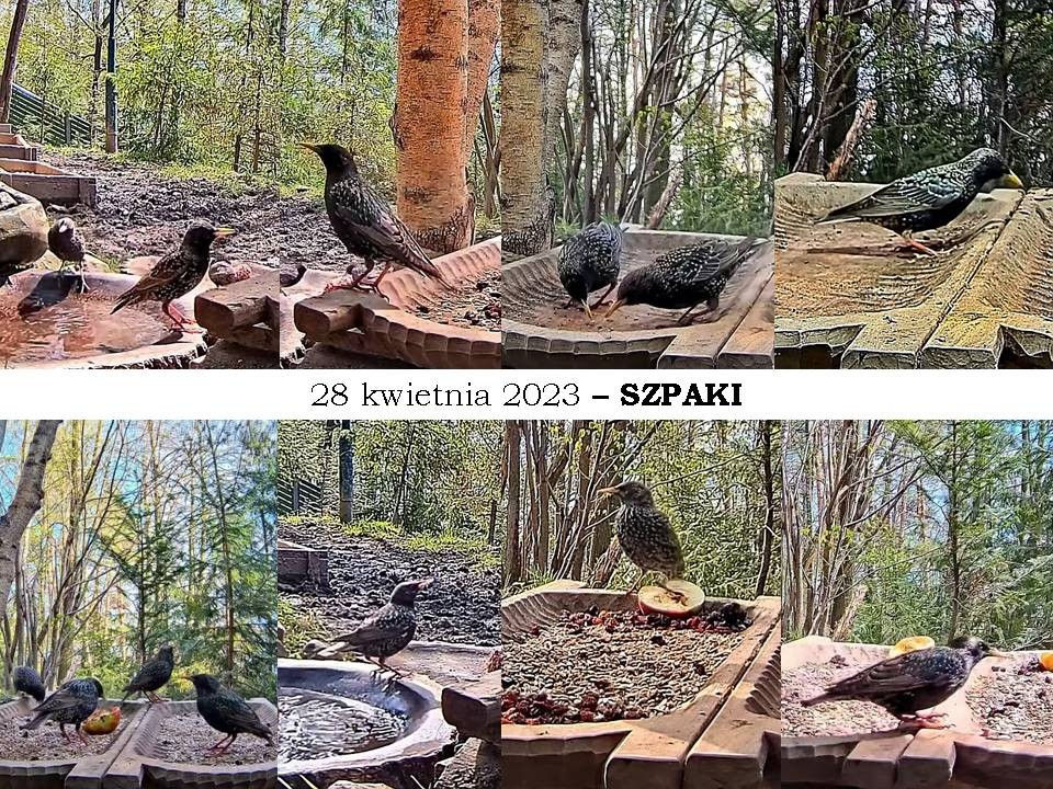 livebirdspoland_c96deb078ed3ab7daa75eb86cdd25e05.jpg