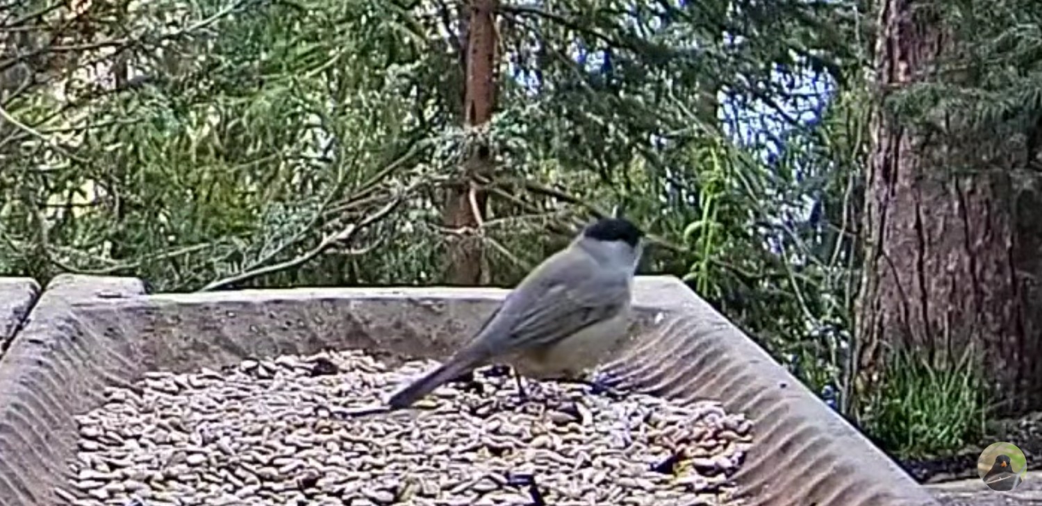 livebirdspoland_1e3bf5c87e563b80a149325806105e79.jpg