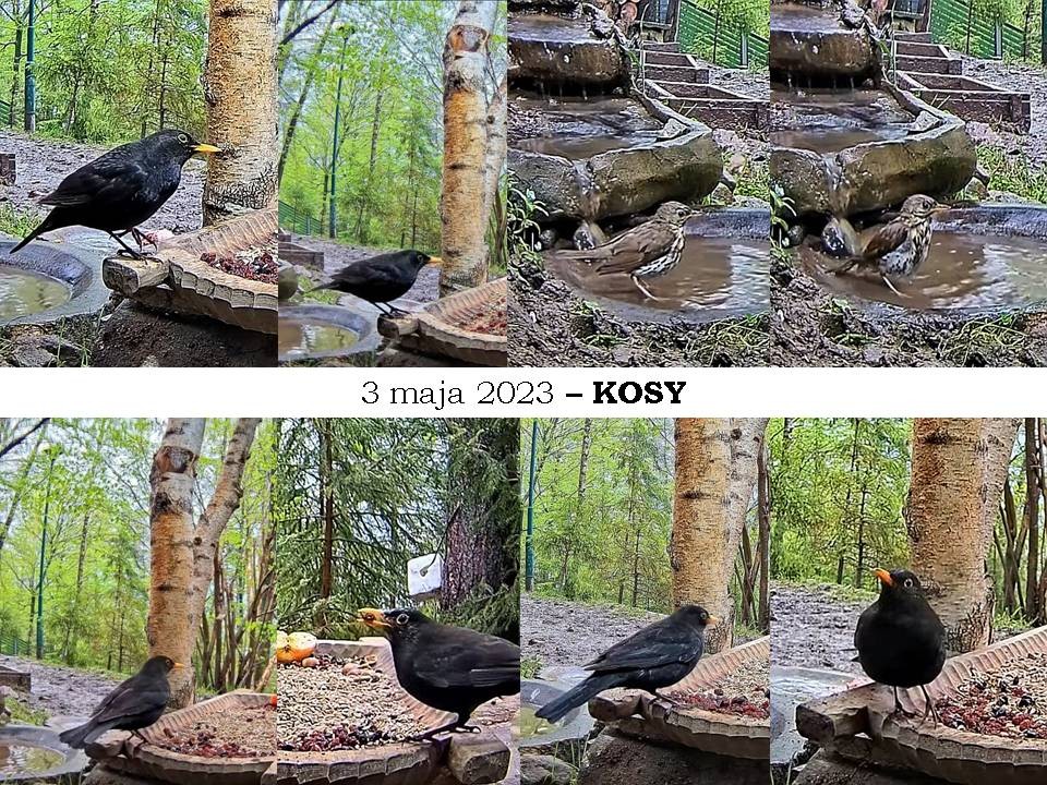 livebirdspoland_a8ac5e67de5943830a879674b4e28dd8.jpg