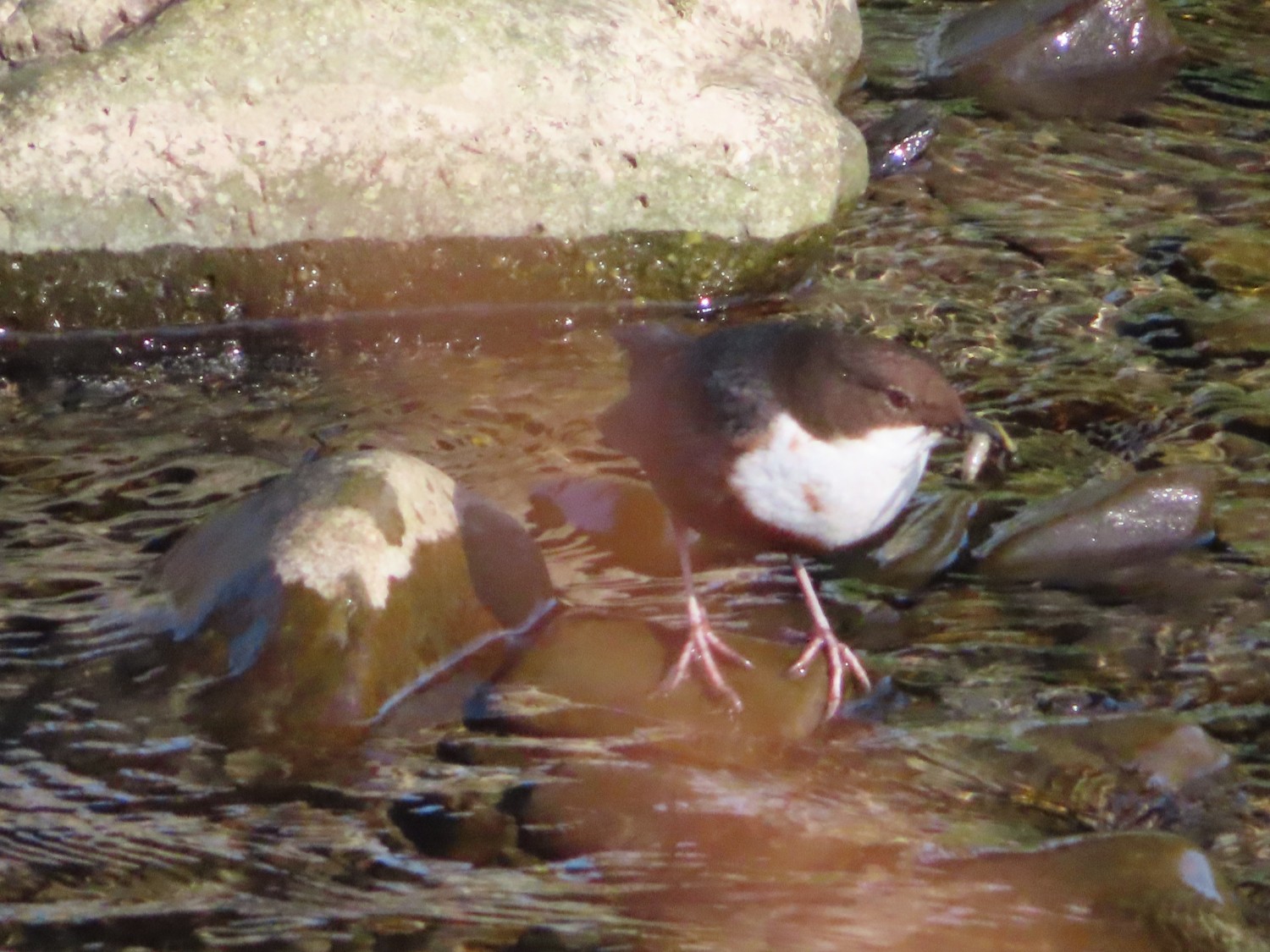 livebirdspoland_9ed9943174c0330d4b8f87b3f7602885.jpg