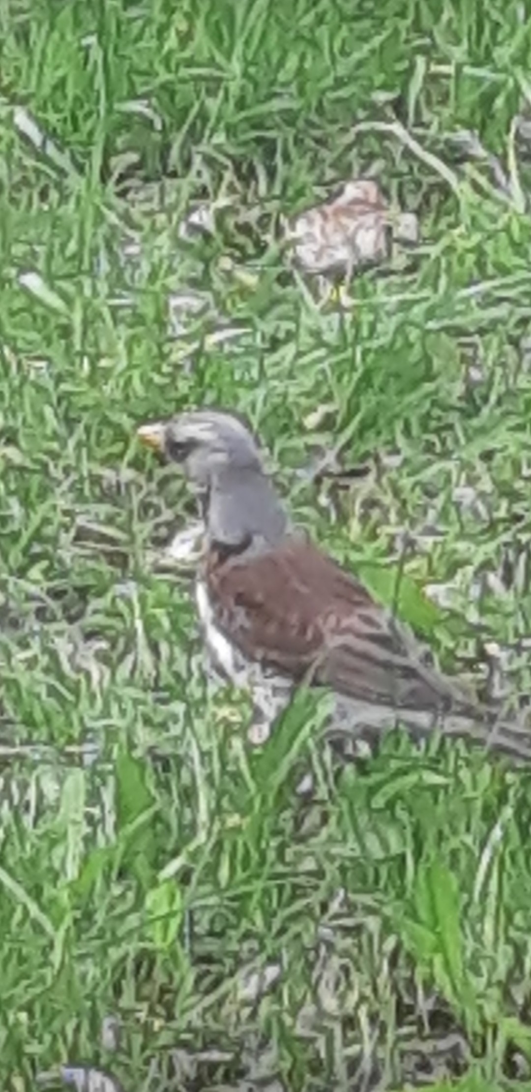 livebirdspoland_2b1f9a70b4a45aa59dbfa9e937de36bb.jpg