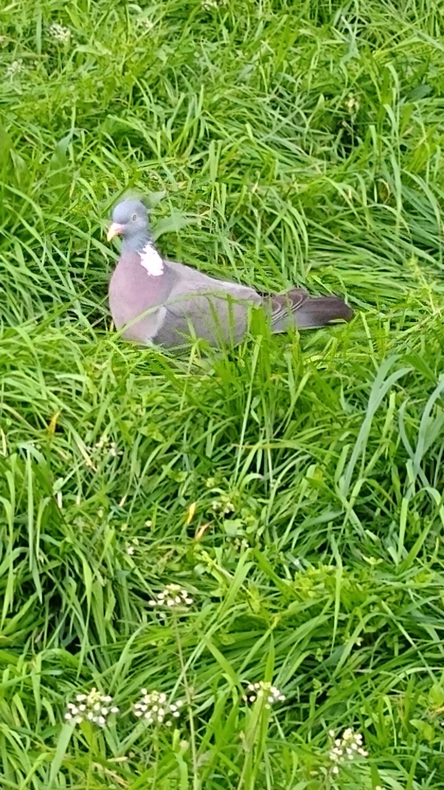 livebirdspoland_f3e38564f6d2b4e9bec58b515a85e83c.jpg