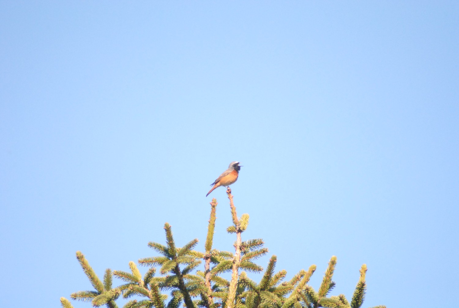 livebirdspoland_9f3cf0403036a2aca3e3a453aa8cc30e.jpg