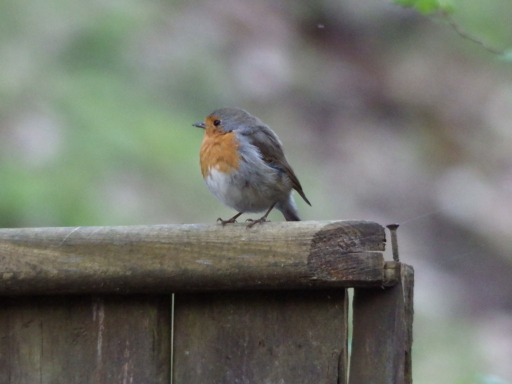 livebirdspoland_c5be53df48b641c735045af7968b4e12.jpg