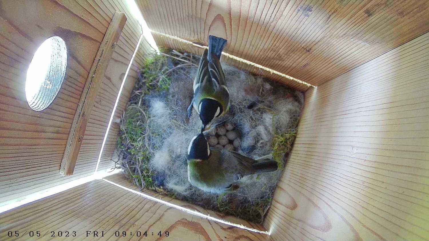 livebirdspoland_1c77a1dcc5f972c60f923fd8284a49b5.jpg