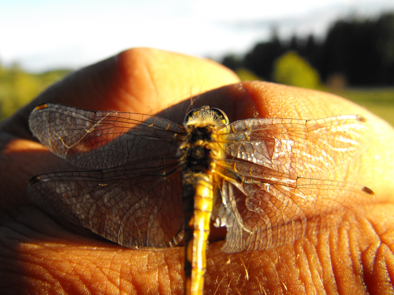 livebirdspoland_49bb79eeb8092c9779737b8783d5d376.jpg