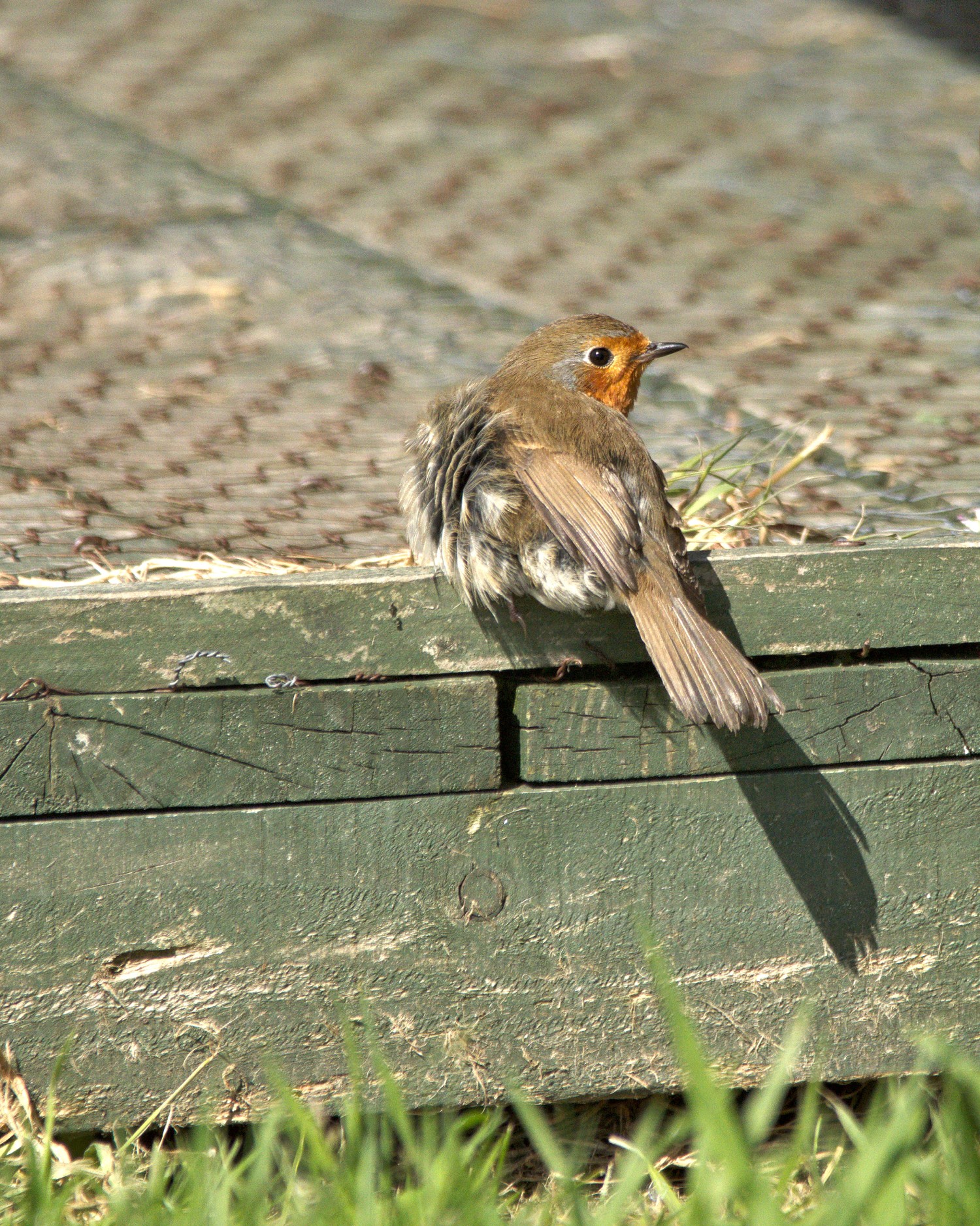 livebirdspoland_8f6d2148607129f4bd623b15d5d764e9.jpg