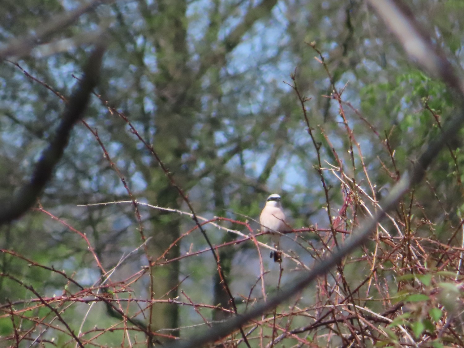 livebirdspoland_e29fc3ba87a98401651d9e638d961070.jpg