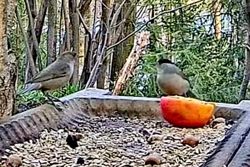 livebirdspoland_75c40142087d9131fdc8e5a75cc88712.jpg