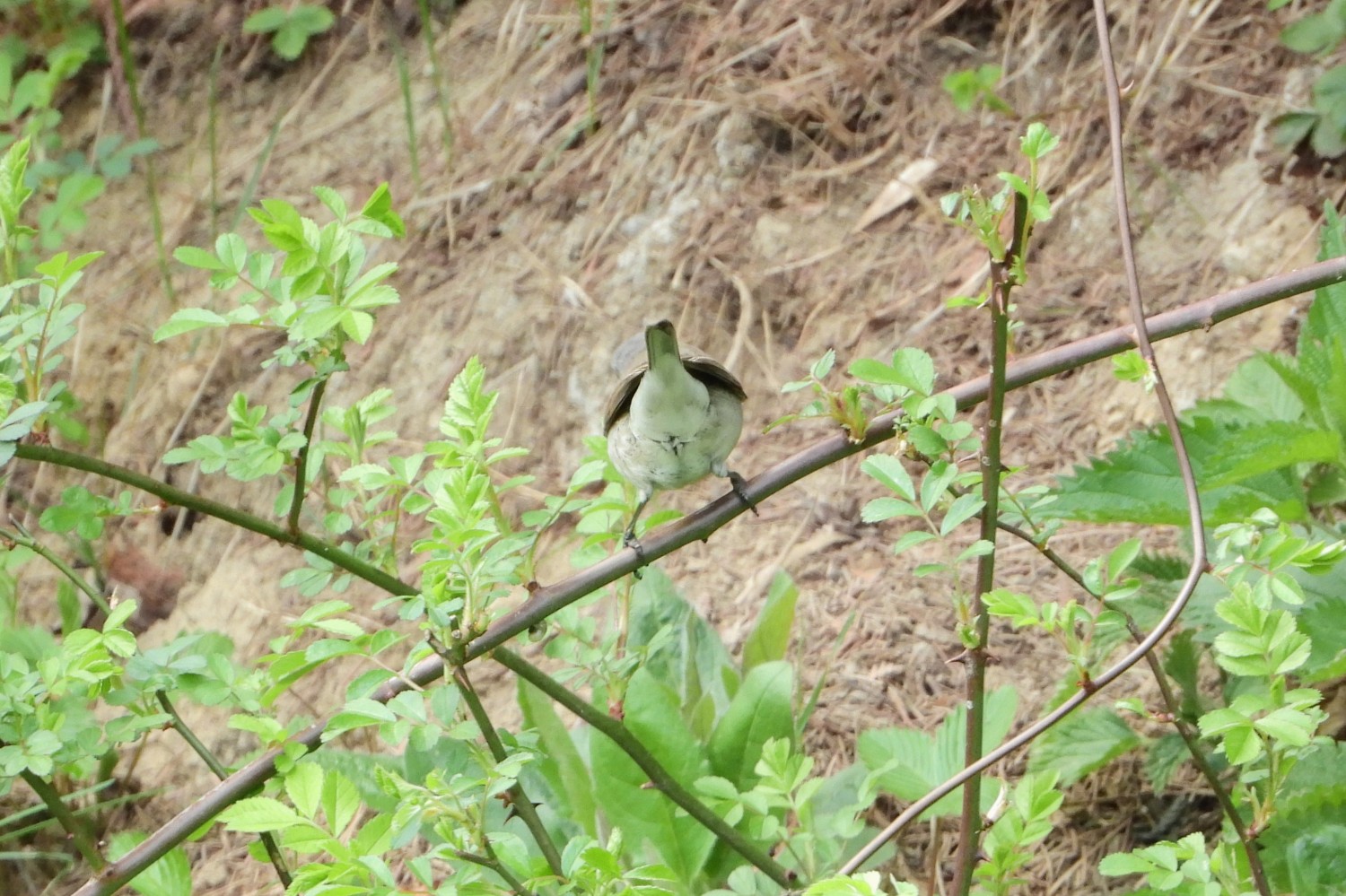 livebirdspoland_80e0f3d39a60e387626e82d89a8b5790.jpg