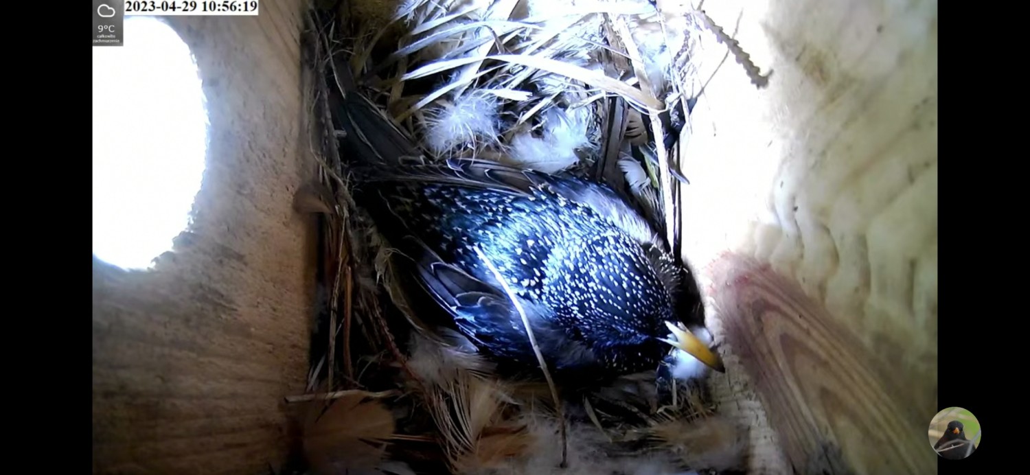 livebirdspoland_2288ef660438c1b3d4950ac091368bb2.jpg