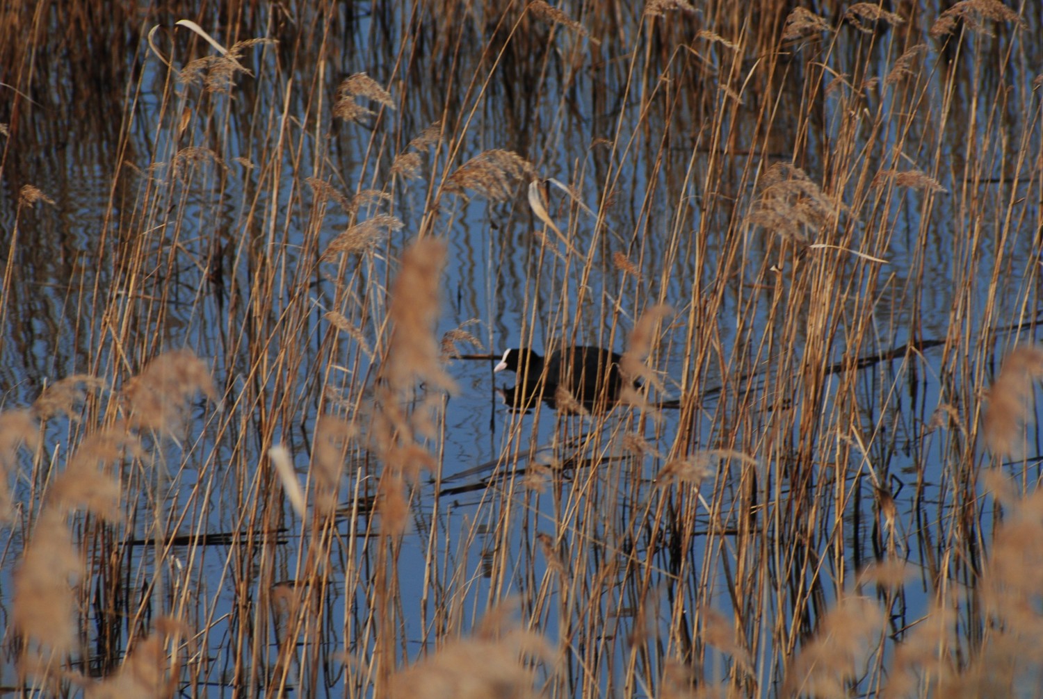 livebirdspoland_8eedd289e50cf10a447e8be78d725b21.jpg