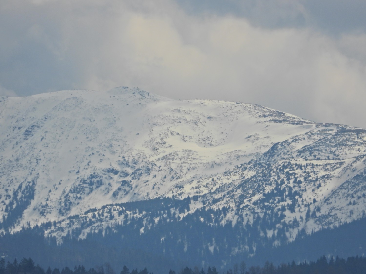 livebirdspoland_4550fe7a283fbe6c777951d1b3e97a48.jpg