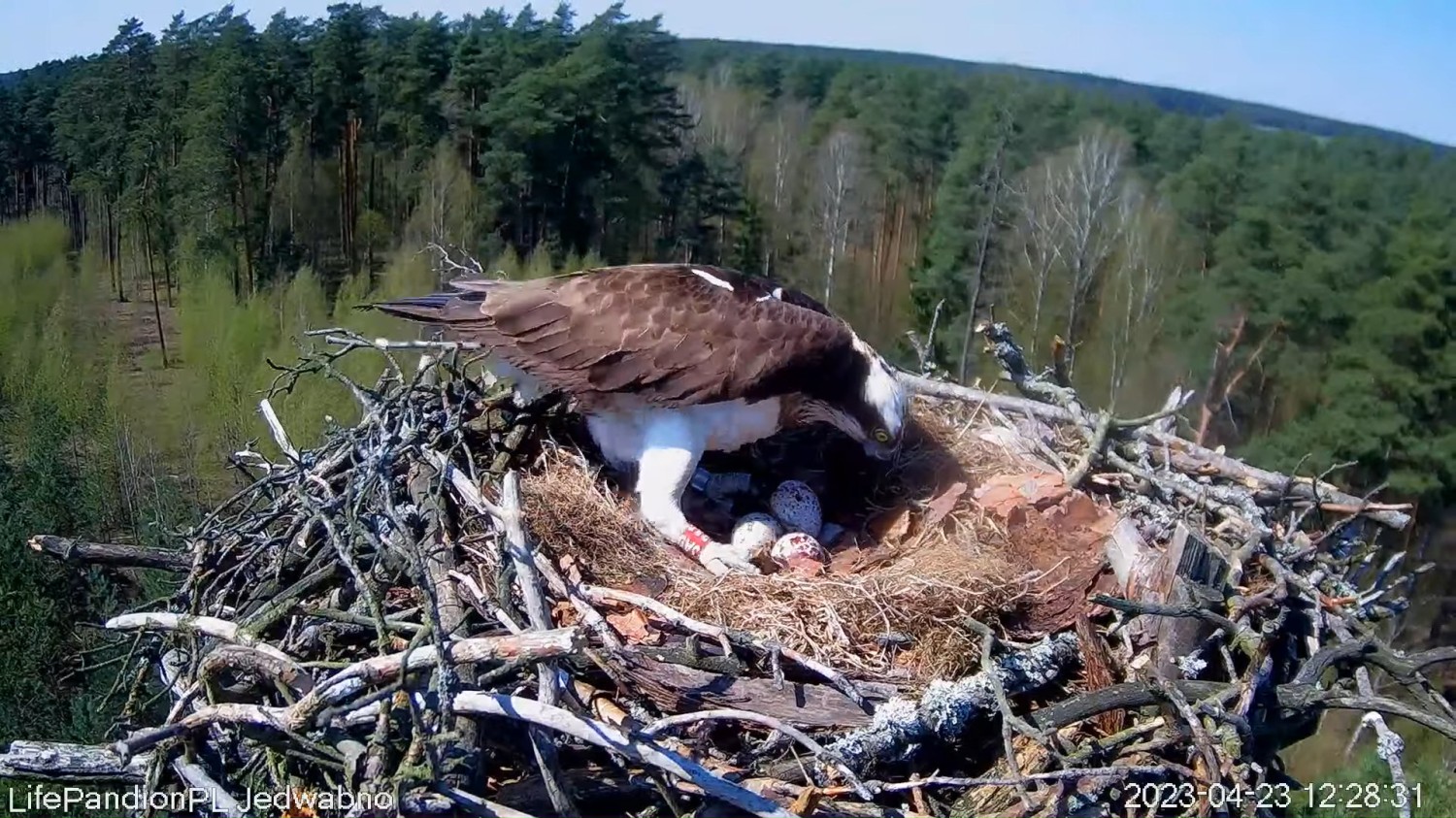 livebirdspoland_b0ec3432aa9138d617cd9973c9f14bb7.jpg