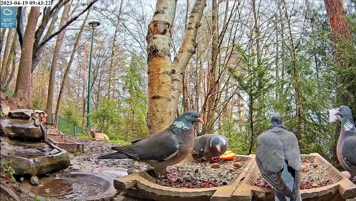 livebirdspoland_9b9c87d7f03a37a13b0ae973647c2f11.jpg