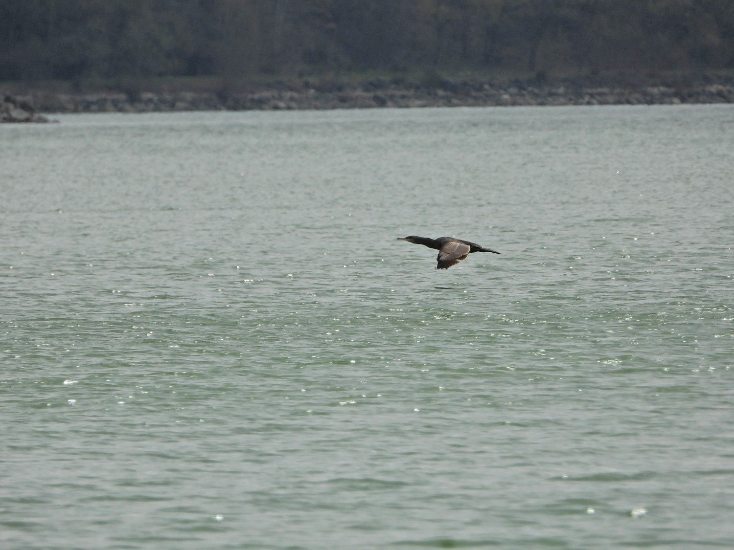 livebirdspoland_90080569ebfb0316eb52db7f55204d9e.jpg