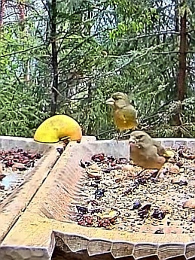 livebirdspoland_e9b01b7c8dceafcbd8b3571705aa05ff.jpg