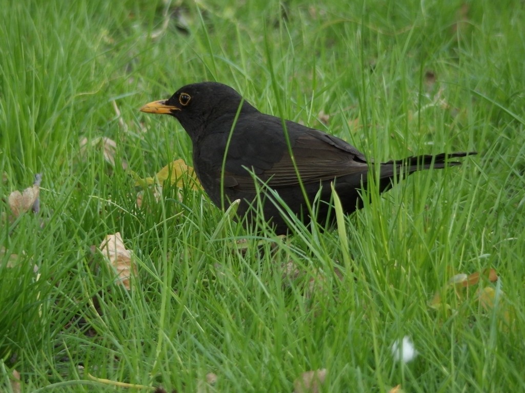 livebirdspoland_ed57c0df56bca489054e81459d39a1c0.jpg