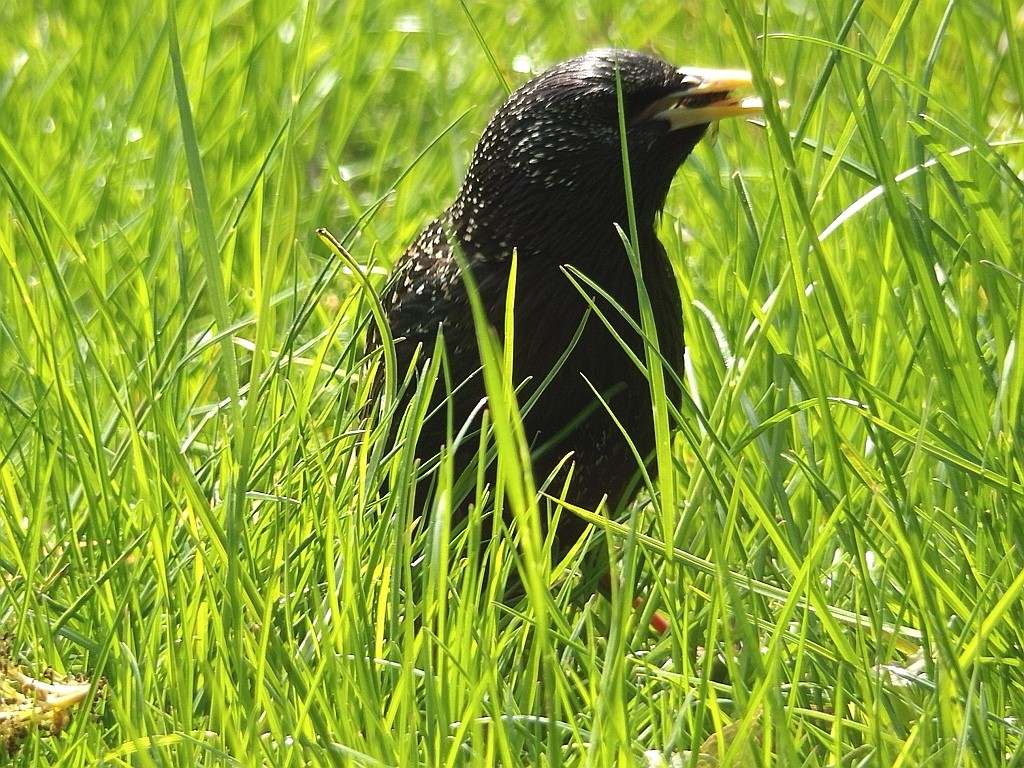 livebirdspoland_4c4d862ed9d6d2d2d0270c6ef5cb2da1.jpg